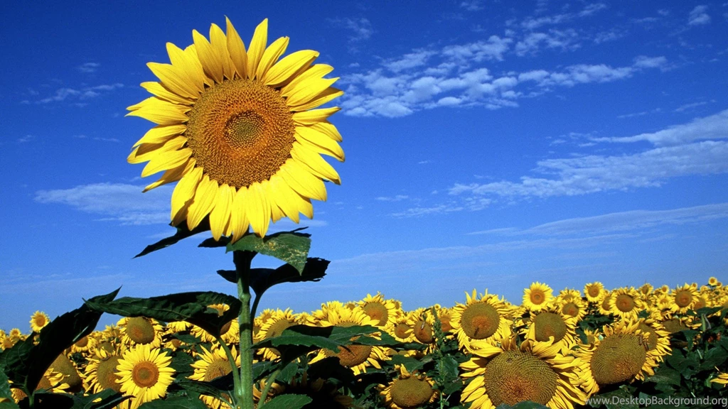 Sun Flowers Hd Free Wallpapers Of Spring Season
