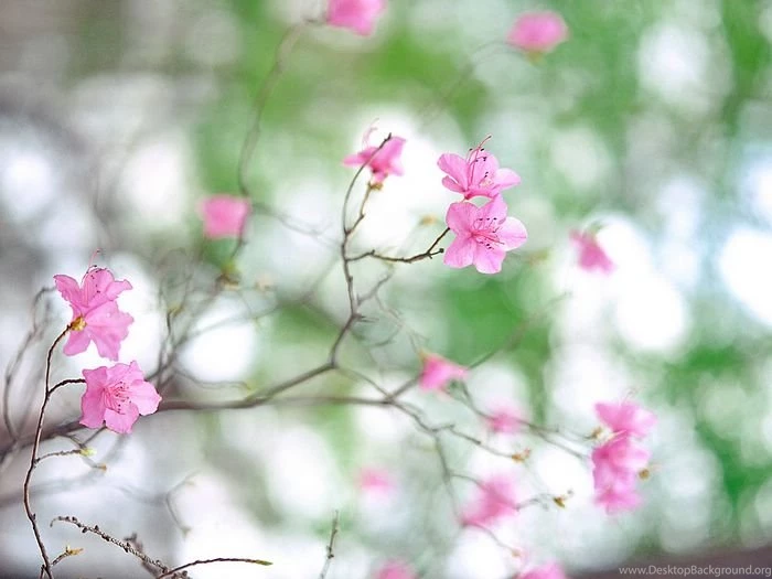 Sign Of Spring Spring Scene Wallpaper3 Wallcoo.net