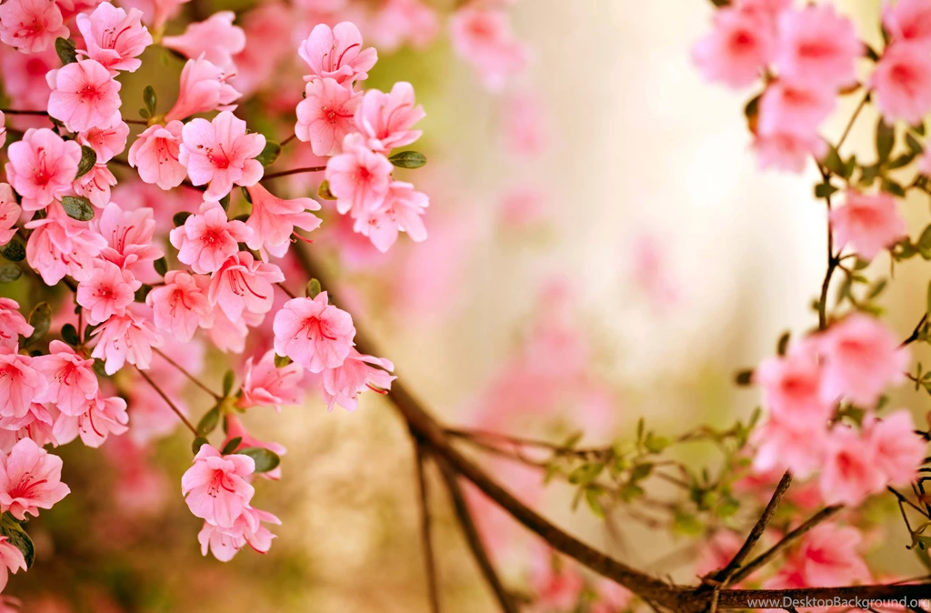 Spring Season Wallpapers When Everything Blooms MoreWallpapers.com
