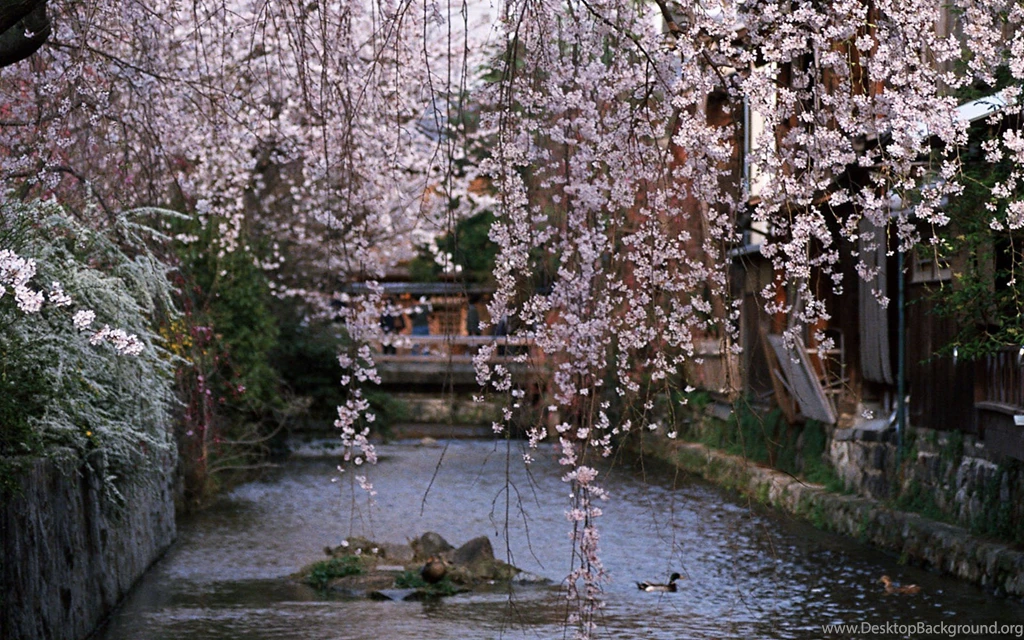 Spring Widescreen Wallpapers