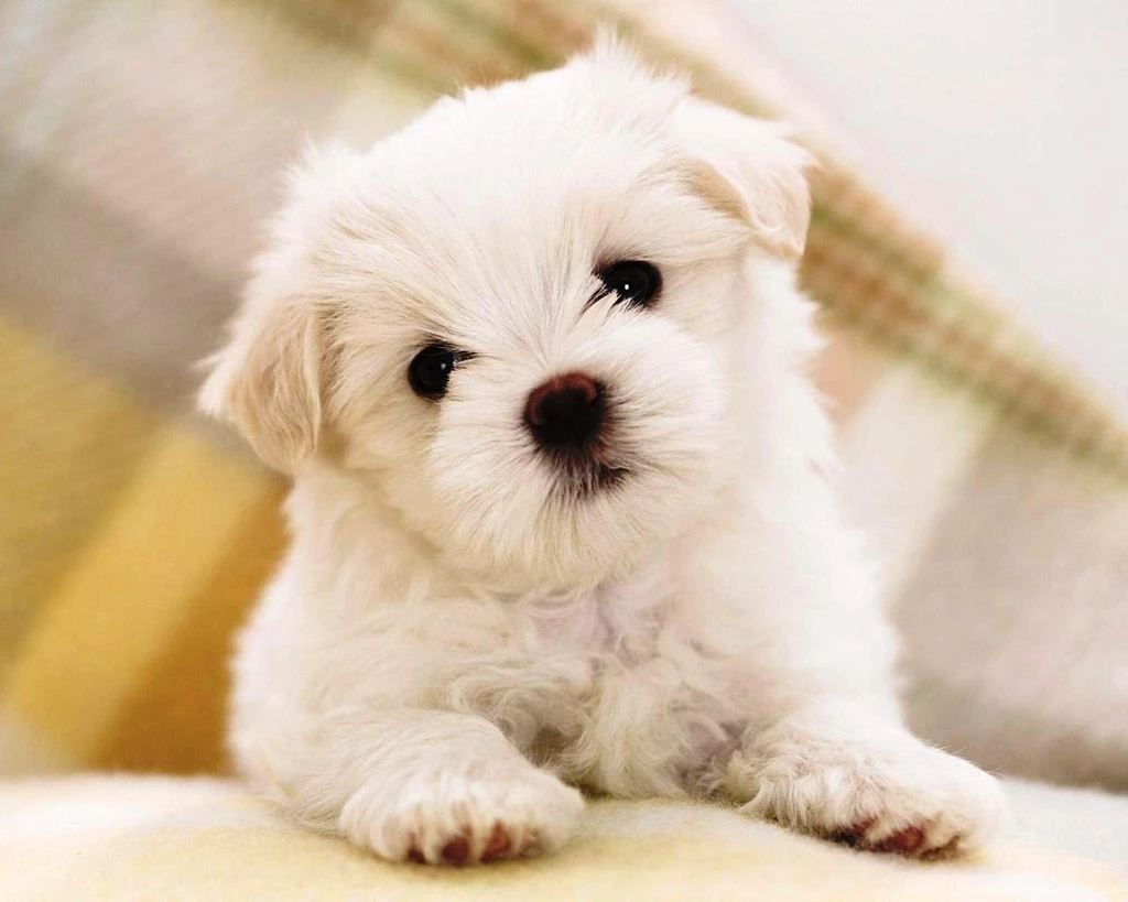 Free Cute Backgrounds Wallpapers ~ Toptenpack.com