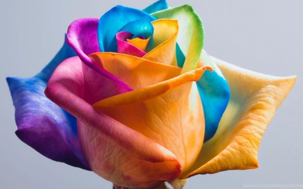 Rainbow Rose (