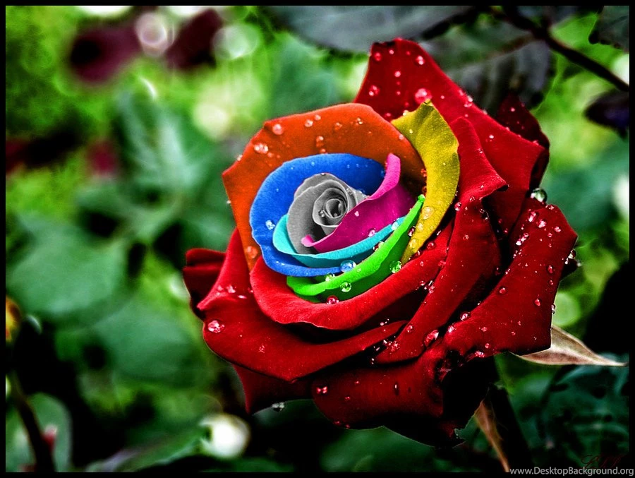Rainbow Roses Related Keywords & Suggestions Rainbow Roses Long ...