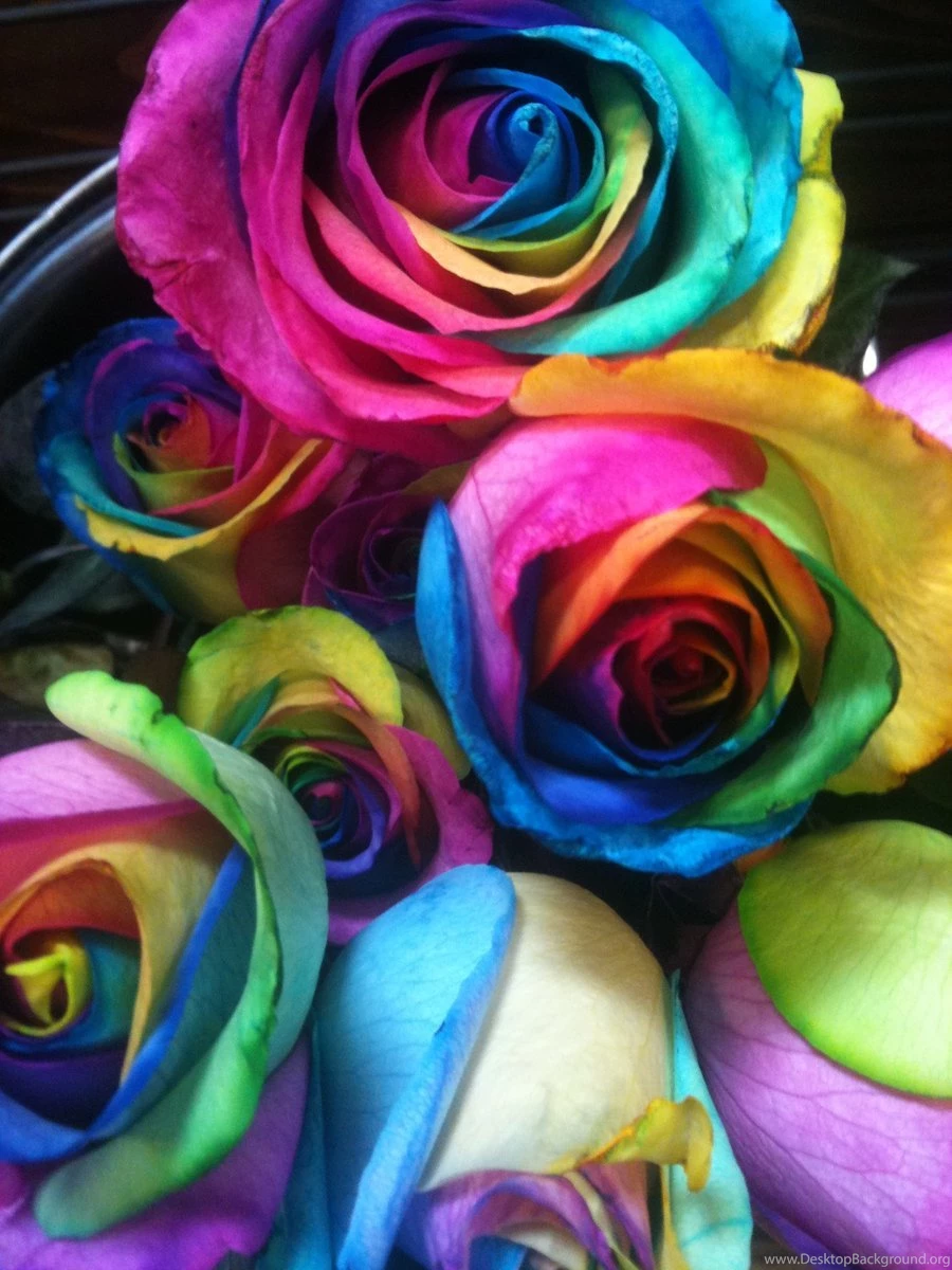 Rainbow Roses By Calvinnhobbs On DeviantArt