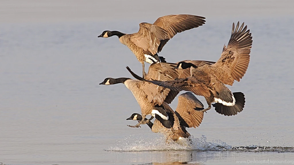 Goose Hunting Desktop Wallpapers HD Wallpaper Backgrounds Of ...