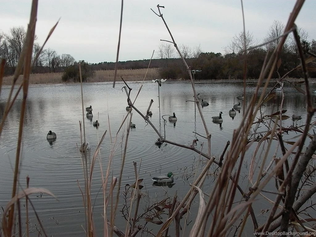 Duck Hunting Backgrounds Wallpapers Cave