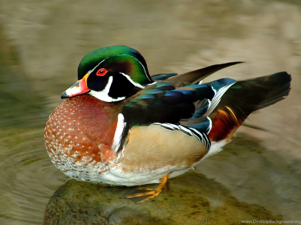 Ducks Wallpapers Wallpapers Cave