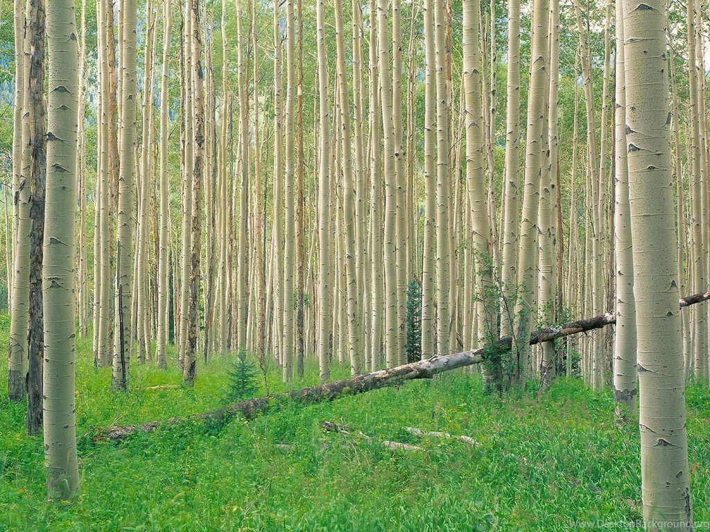 Aspen Tree Wallpapers