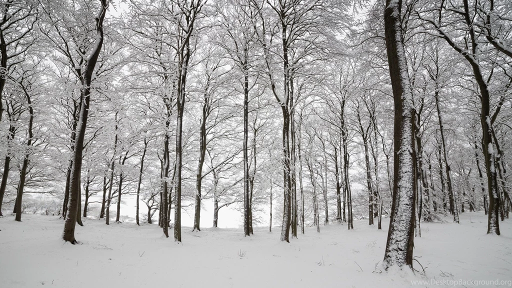 Wallpapers Tree, Snow, Winter, Aspen, Winter In Aspen.