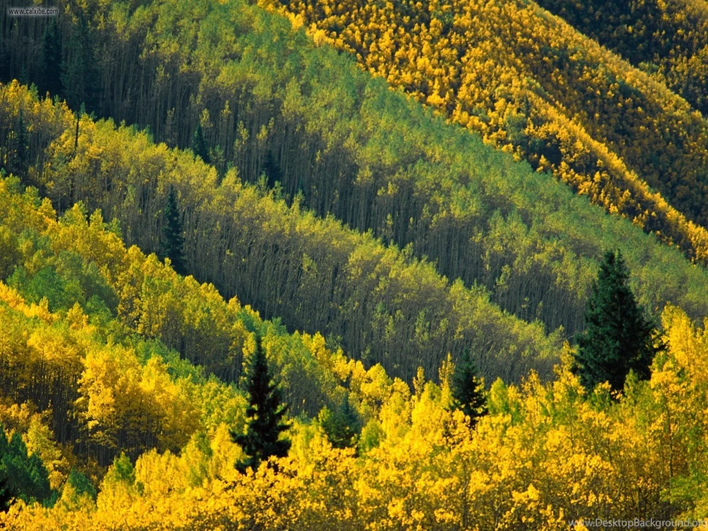 Nature: Aspen Tree Pattern Maroon Creek Valley White River ...