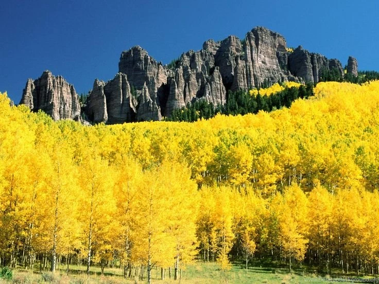 Yellow Aspen Trees