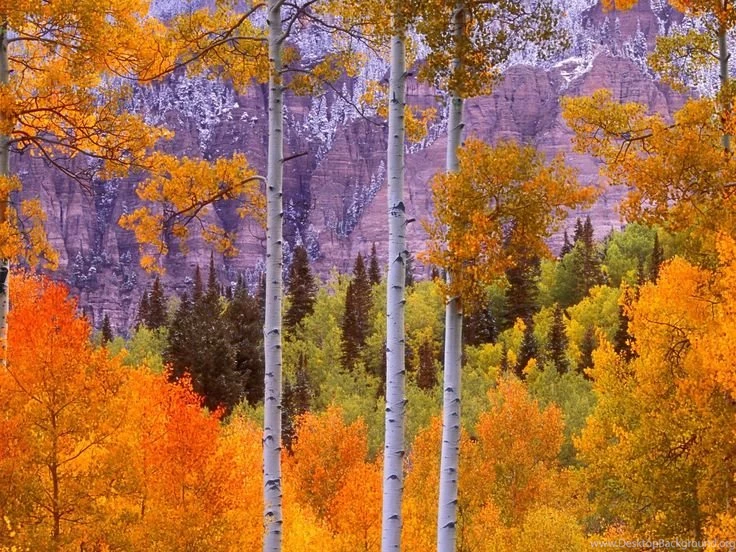 Aspen Trees On Pinterest