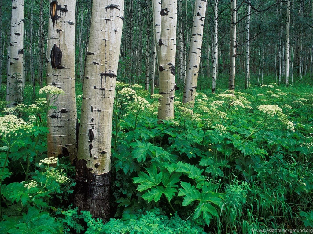 NATURE FOREST HD WALLPAPER   (