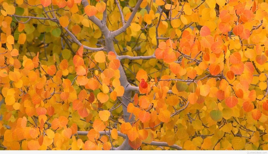 Best Autumn Backgrounds Quotes Images