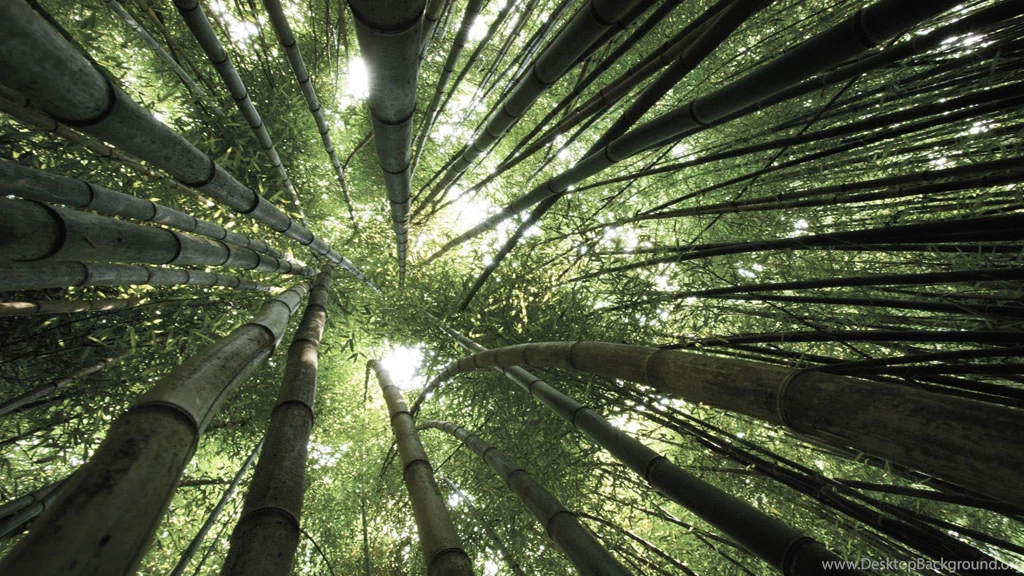Bamboo New HD Wallpapers 2015 (High Quality) All HD Wallpapers