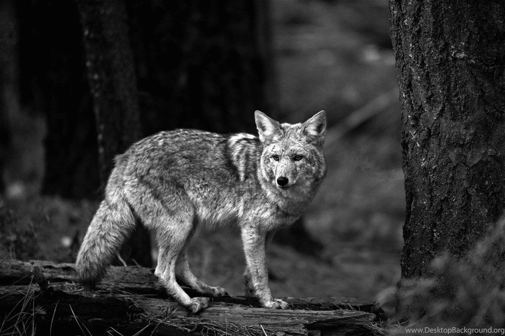 Coyote Wallpapers