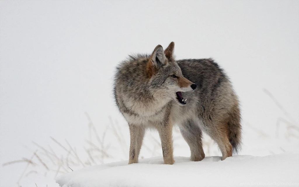 Wolf Or Coyote (