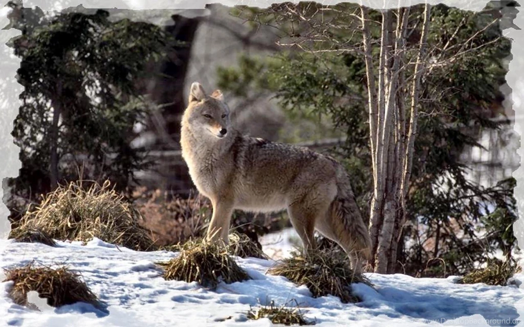 CANIS LATRANS COYOTE WALLPAPER   (
