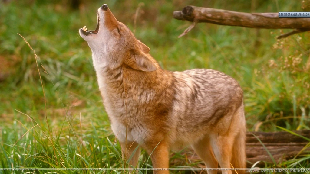 Brown Howling Coyote Wallpapers