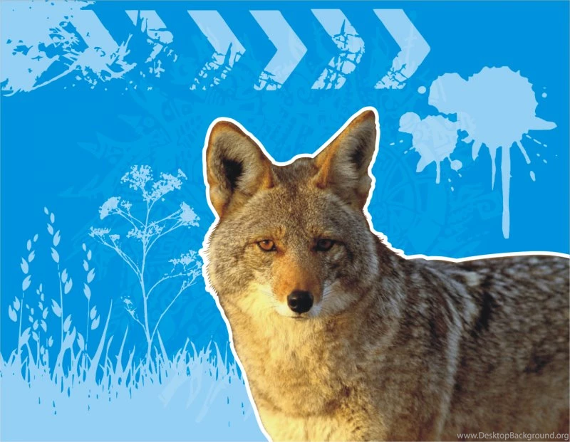 Coyote Wallpapers RocketDock.com