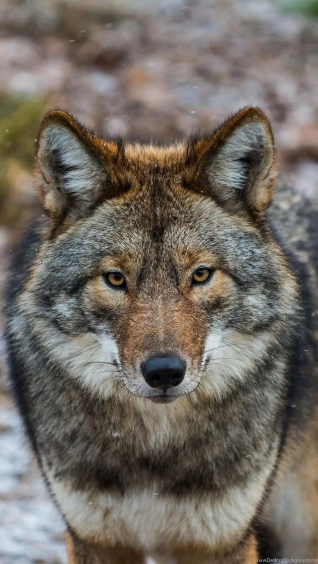 Coyote Wallpapers For iPhone 5