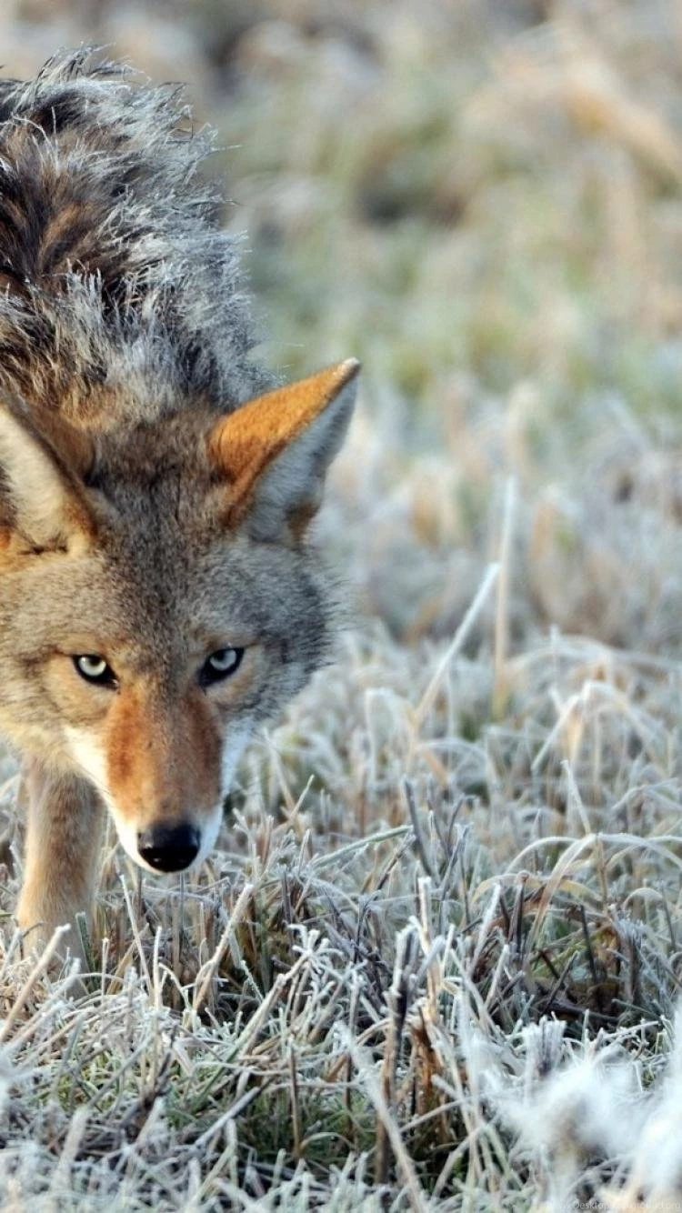 Animals Coyote Wallpapers