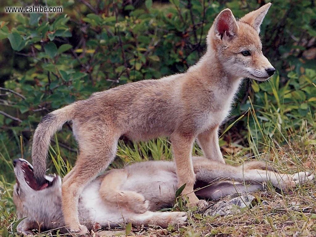 Coyote Pups