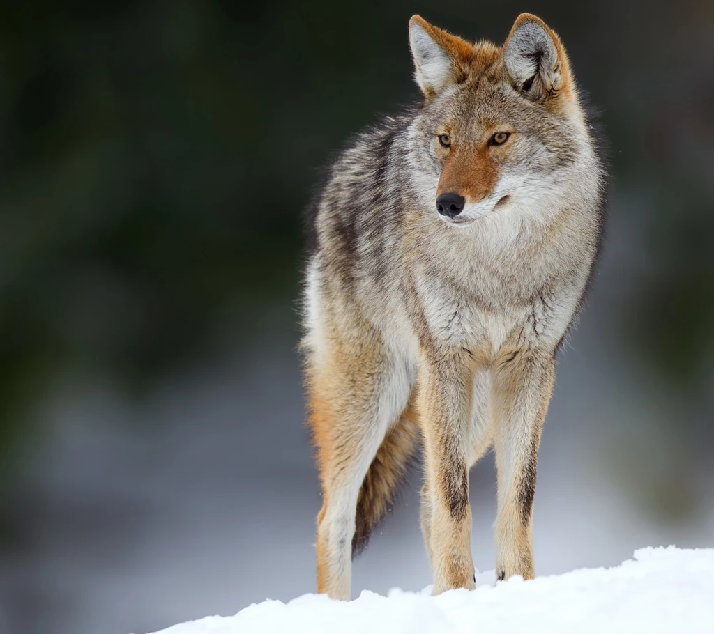 2160x1920 Animal/Coyote Wallpapers ID: 621751