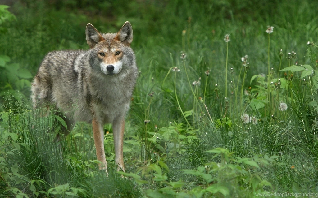 Animals, Nature, Coyote Wallpapers HD / Desktop And Mobile Backgrounds