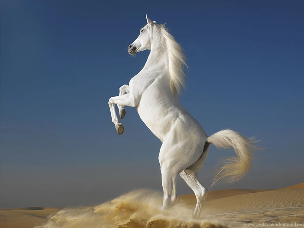 Amazing Cool Horse HD Wallpapers For Desktop