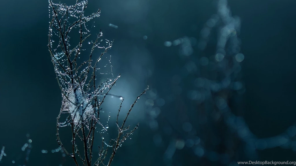 Macro Wallpapers Full Hd