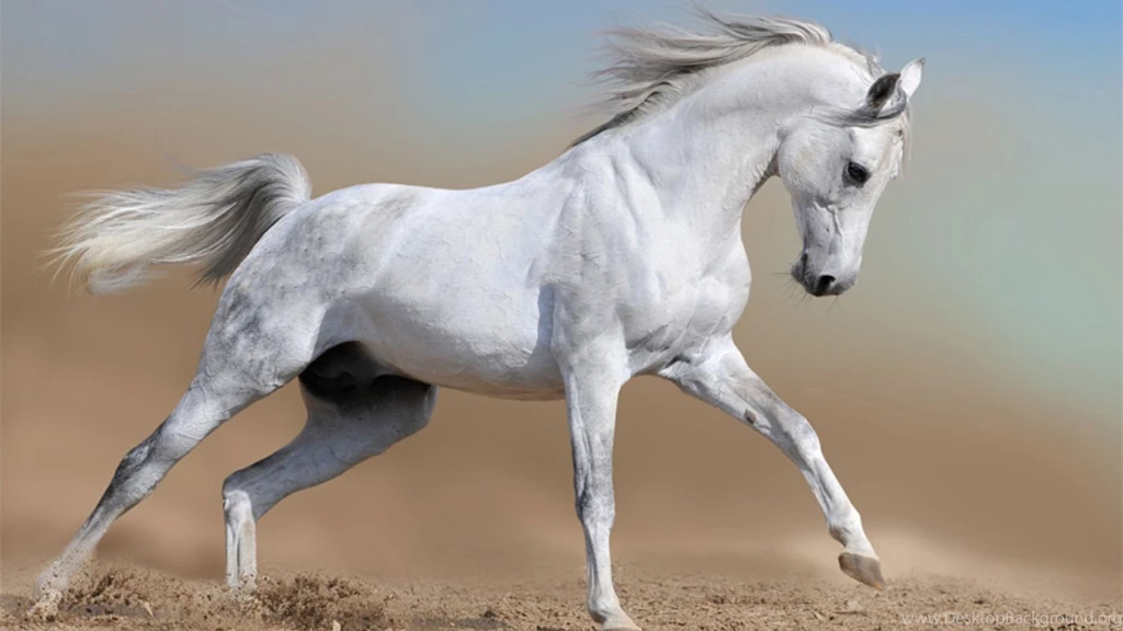 White Horses HD Wallpapers