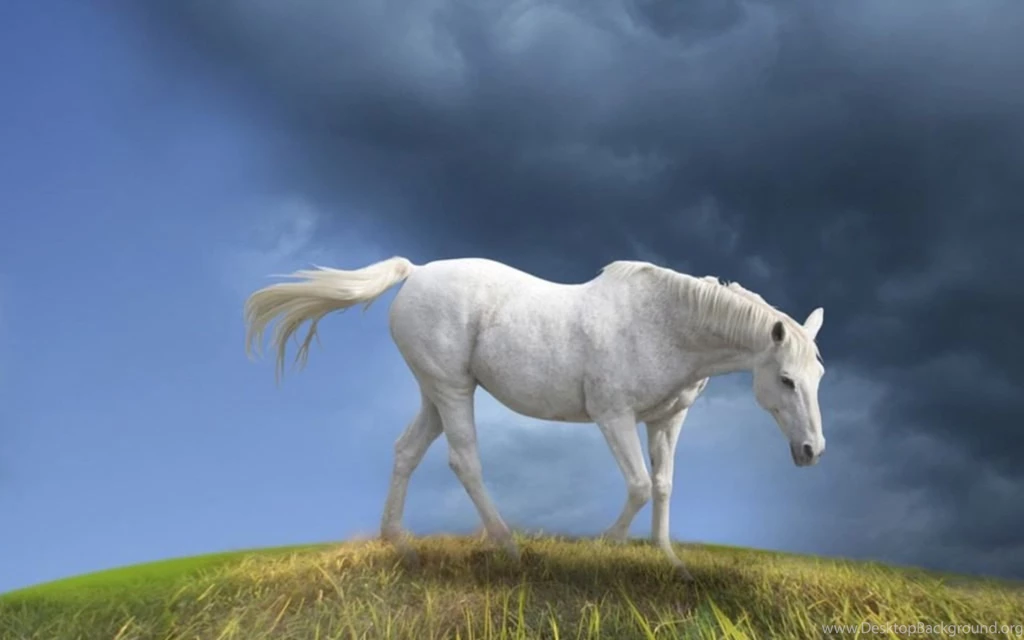 White Horses Wallpaper Backgrounds With HD Wallpapers Kemecer.com
