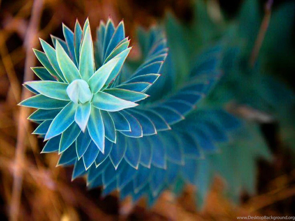 Flowers: Swirled Flower Greece Swirls Blue Large Desktop ...