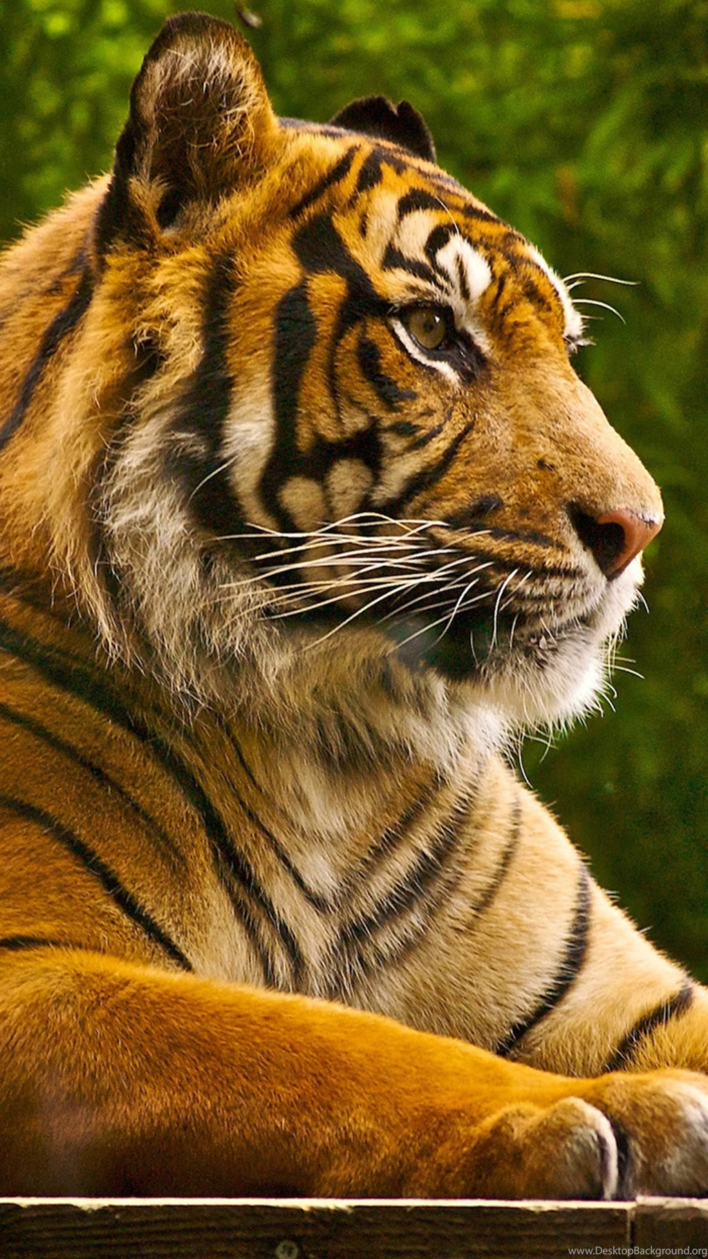 Big Tiger Galaxy Note 5 Wallpapers.jpg