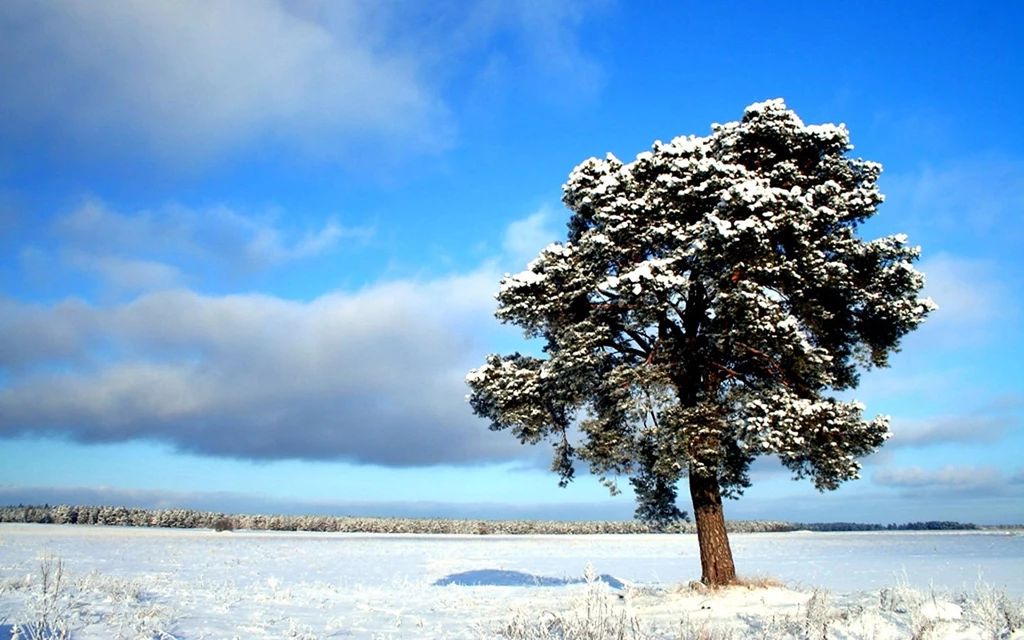 1440*900 Widescreen Winter Snow Scenes Dreamy Winter Snow ...