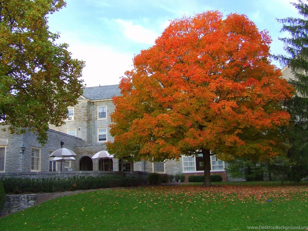 Download Miami Ohio Wallpapers   Clawson Hall Fall Colors At Miami ...