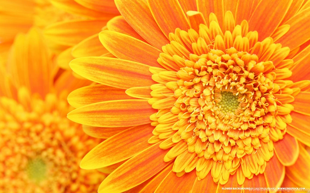 Orange Flower Backgrounds   Nature Wallpapers Image Featuring ...