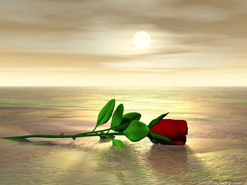 Beautiful Red Roses hd wallpapers