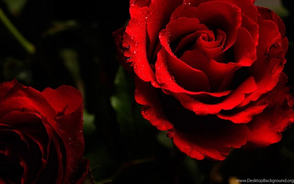 Images Of Red Roses