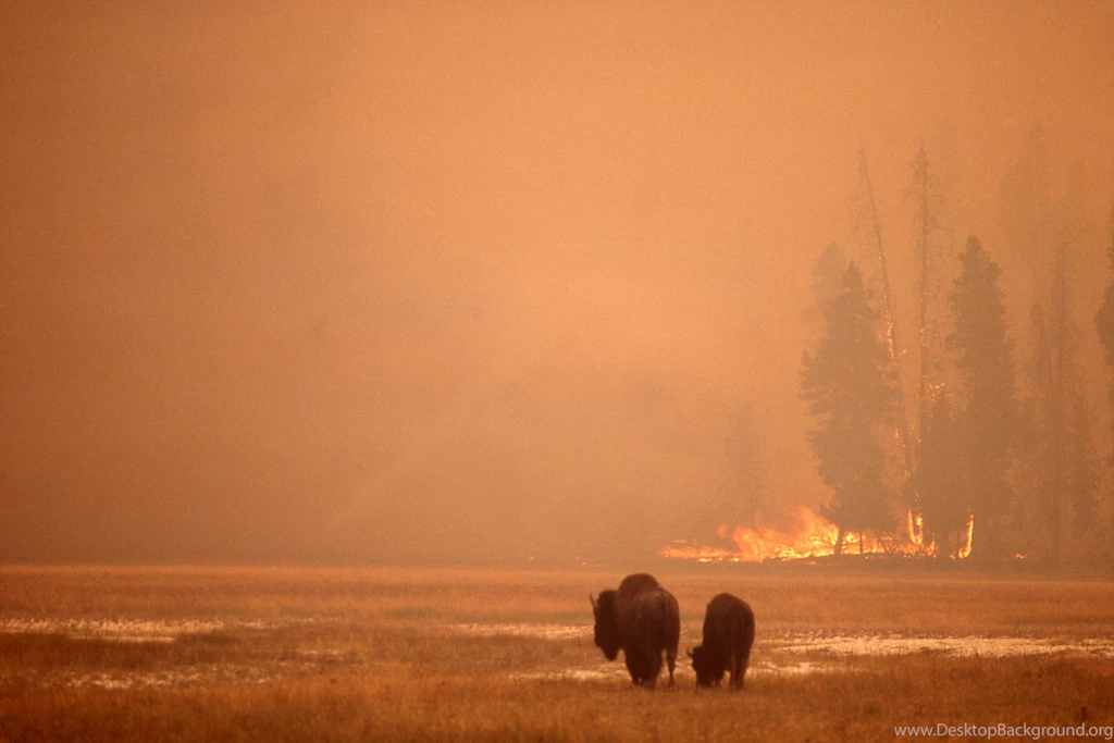 Yellowstone's Photo Collection