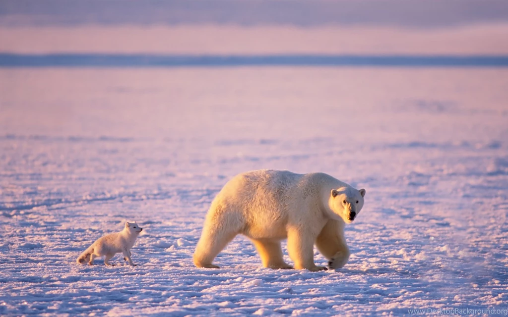 Arctic National Wildlife Refuge Alaska, USA Wallpaper Backgrounds ...