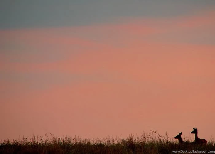 Possible PowerPoint Backgrounds Wildlife In Photography on the ...