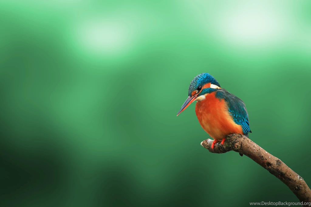 Green Season Safari: The Best Time For Wildlife Photography?