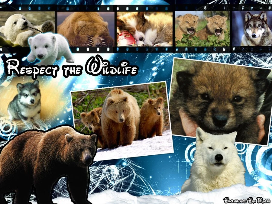 Wildlife Backgrounds By Hiku99 On DeviantArt