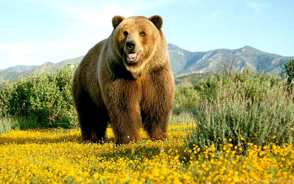 Wildlife Photography: Yellow Wildflowers, Big Bear 2560x1600 ...