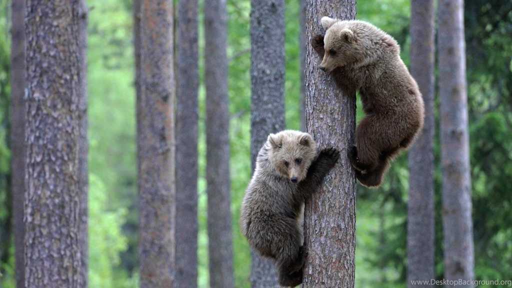 Wildlife Backgrounds