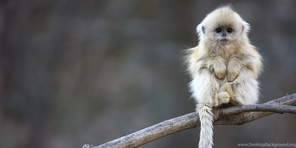 Snub Nosed Wildlife Twitter Cover & Twitter Backgrounds