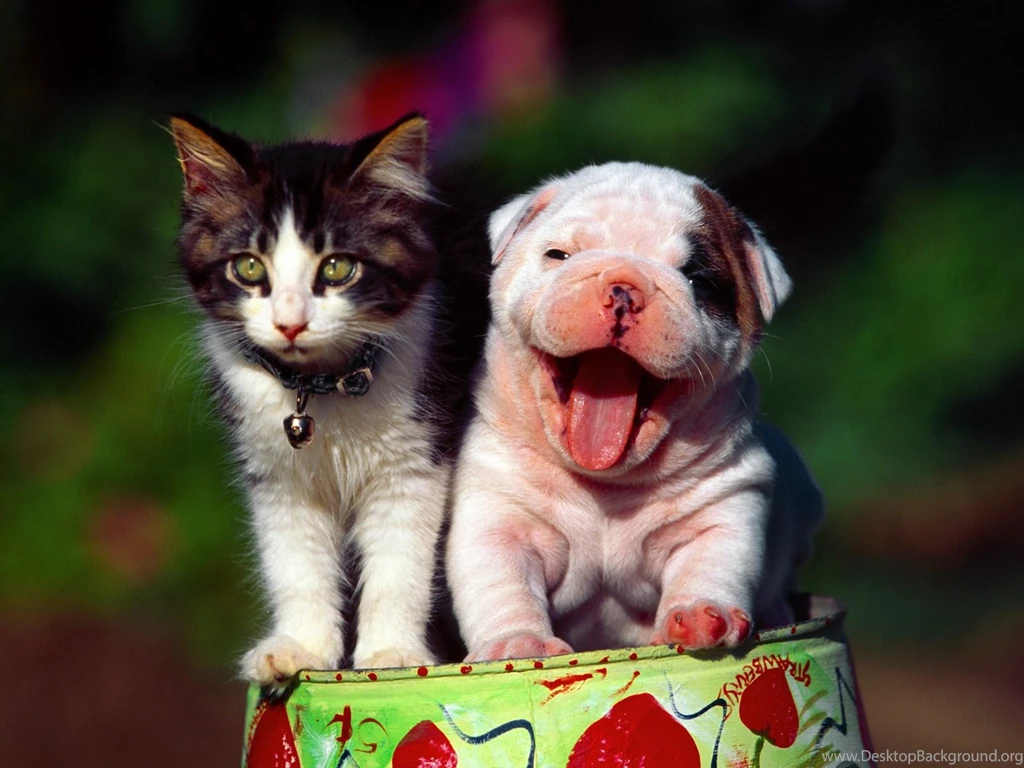 Cats