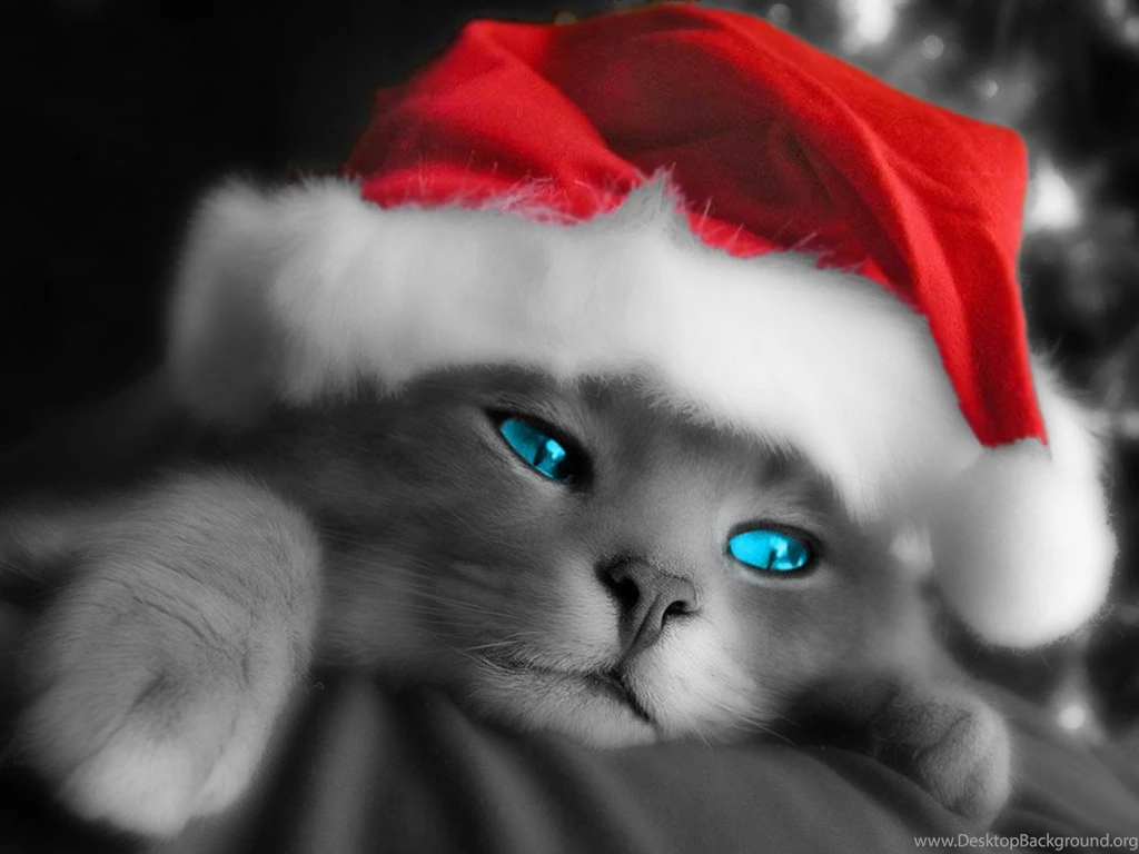 Cats And Dogs Wallpapers Wallpapers Cave